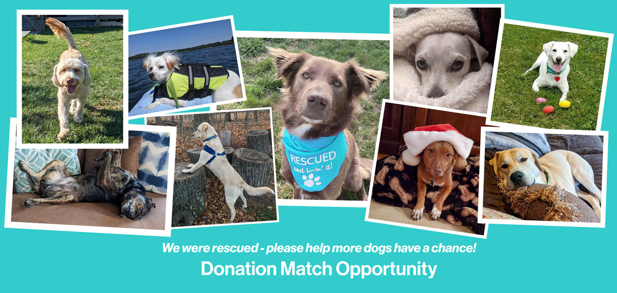 Pictures of Rescued Dogs announcing Matching Donation Appeal