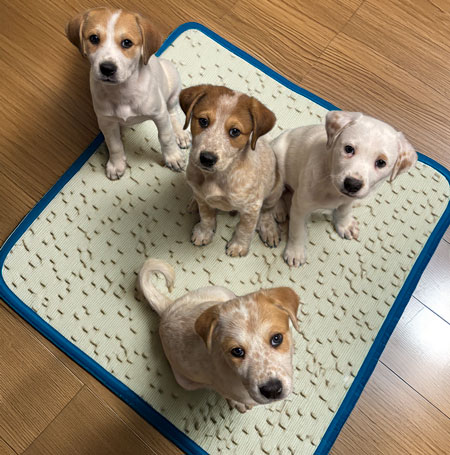 Mama Mias growing puppies