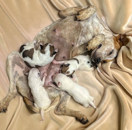 Mama mia with her pups